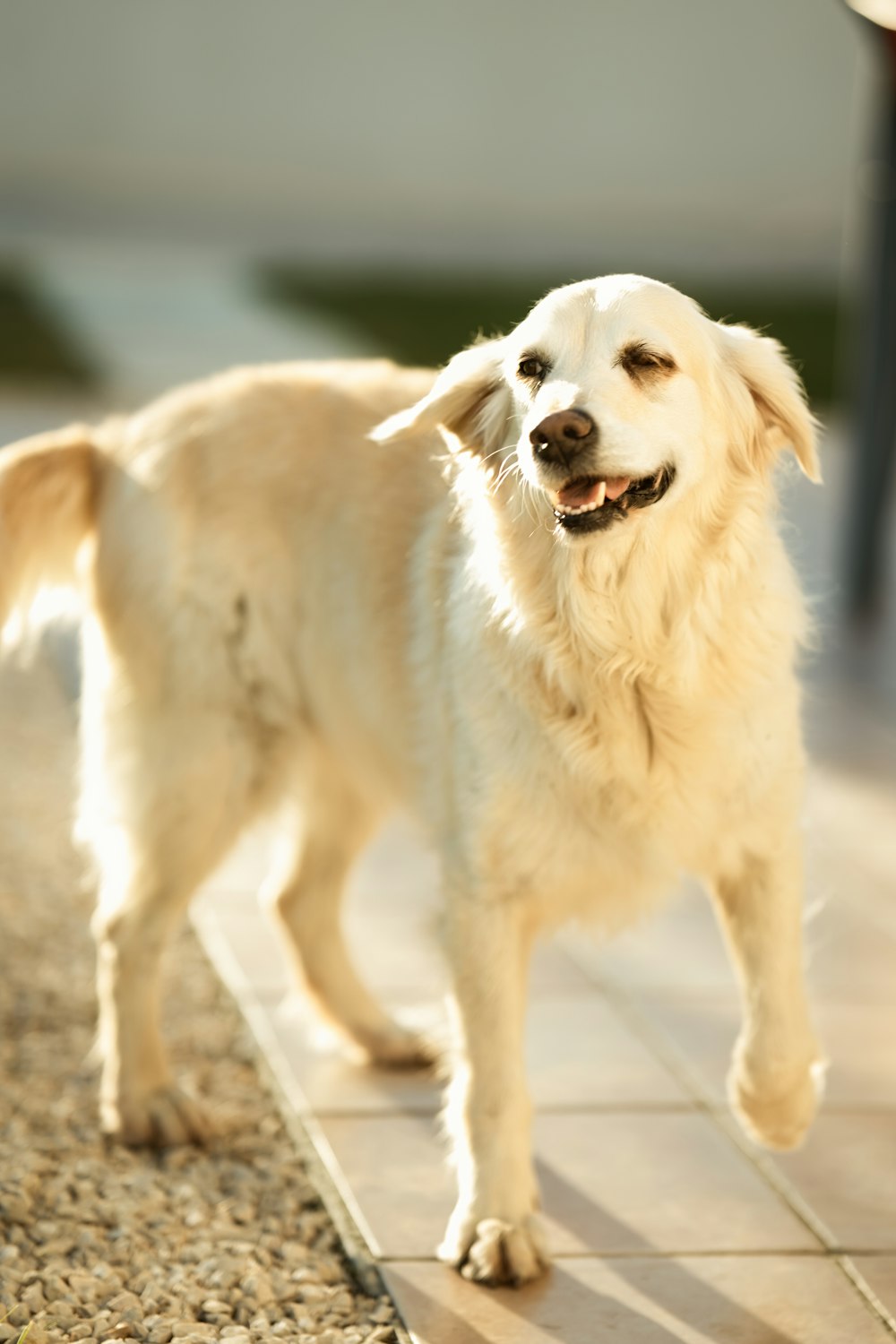 Relaxed dog enjoying the outdoors